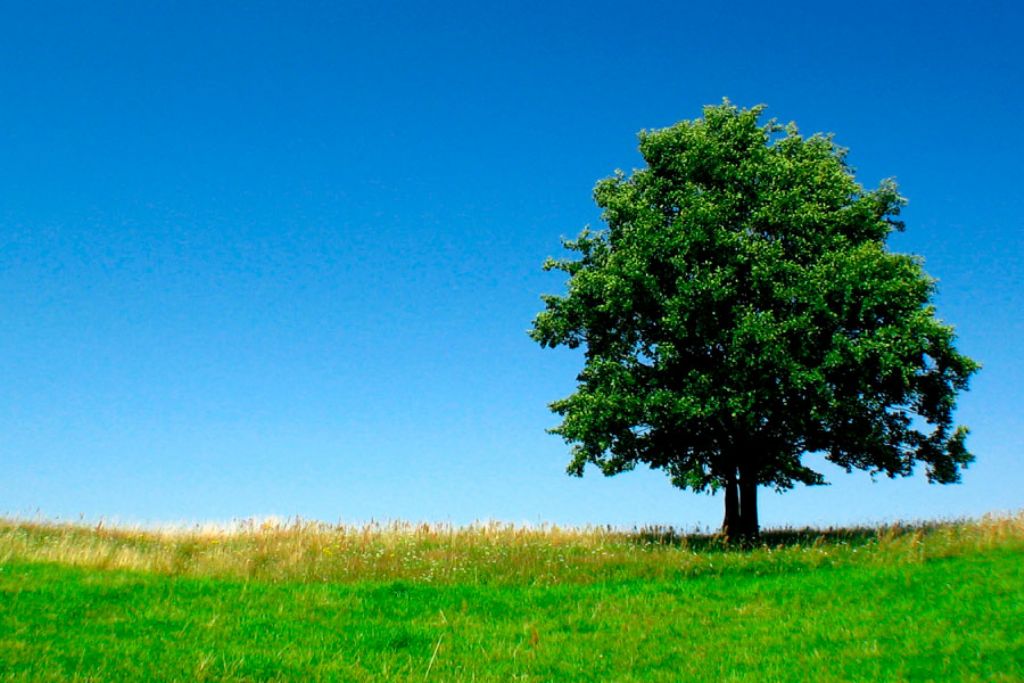 Comemorações do Dia da Árvore incluem recuperação de área ambiental