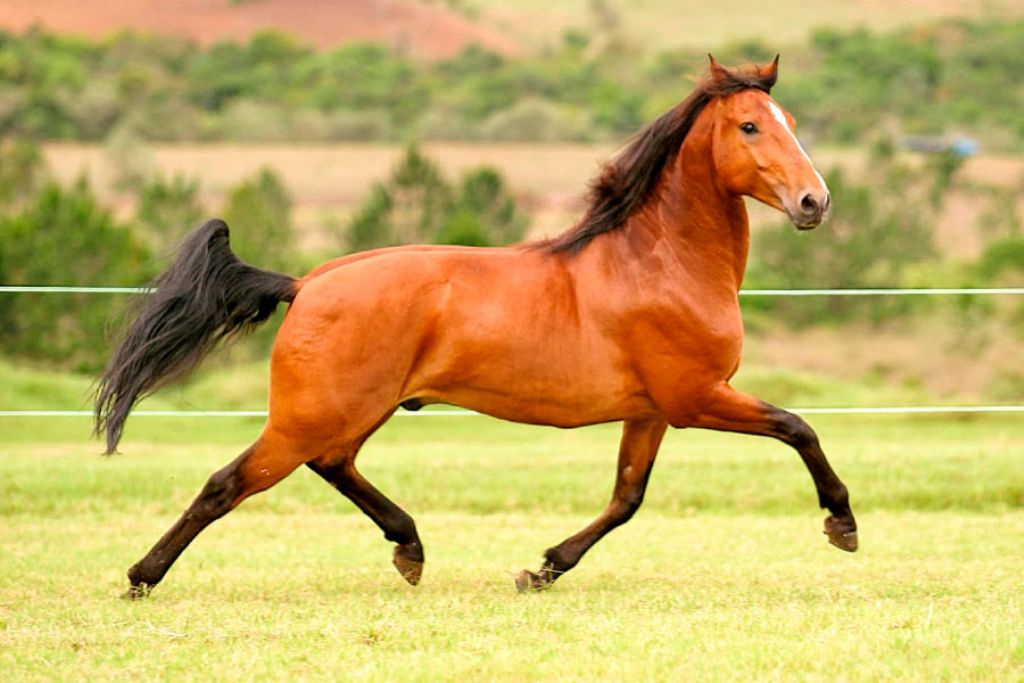 Programação do 169º aniversário inclui campeonato de cavalos marchadores 