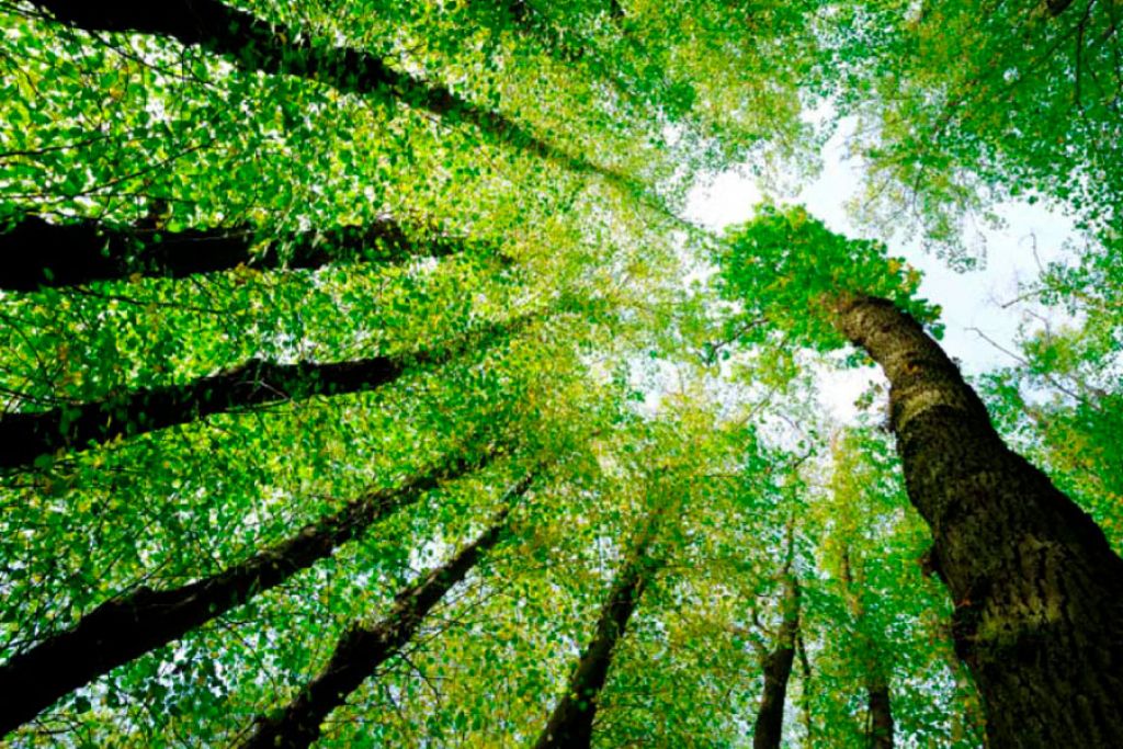 Parque Municipal tem programação festiva para comemorar o Dia Mundial do Meio Ambiente
