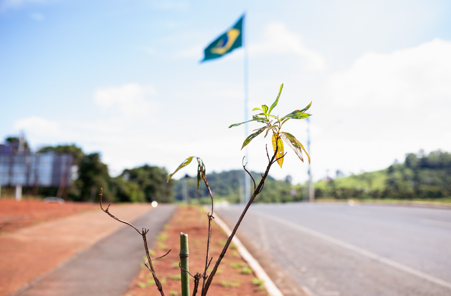 Arborização urbana é realizada na Via Noroeste